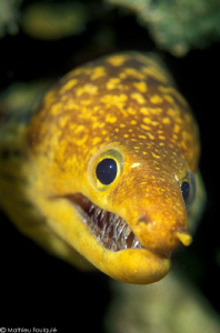 hi there ! (Enchelycore anatina, Syria) by Mathieu Foulquié 